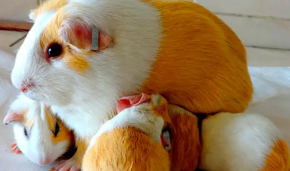 Crisis alimentaria golpea al Perú: ingenieros plantean apostar por cuyes, alpacas y ganadería sostenible para combatir el hambre