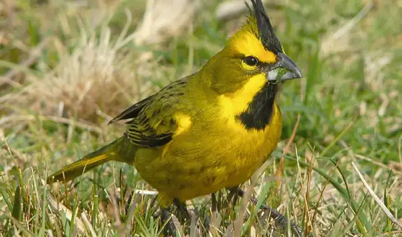 Biólogos liberan 5 aves emblemáticas de Sudamérica en peligro de extinción en gran reserva natural de Argentina