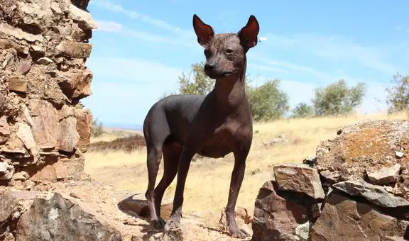 Descubren la primera evidencia física del perro sin pelo peruano enterrado como compañía de la élite Wari