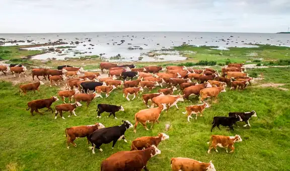 Un rebaño de vacas fue abandonado hace 130 años en una isla desierta, y un estudio genético dejó sorprendidos a los científicos