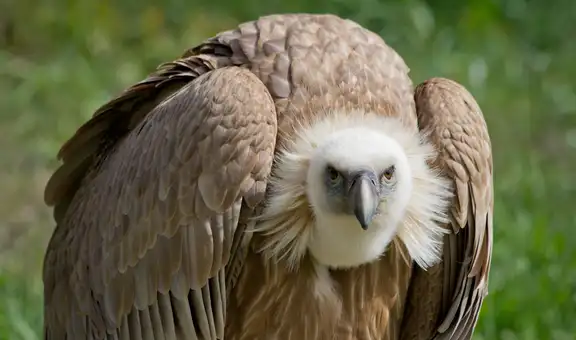 Científicos descubren por primera vez a buitres nativos devorando huevos de una temida especie invasora del sur de EE. UU.