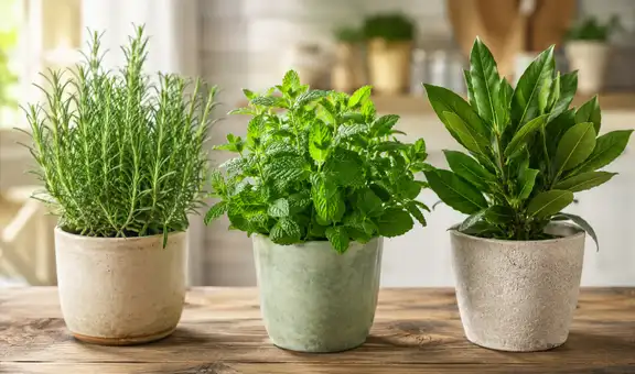Tres plantas que ayudan a mantener las cucarachas lejos de tu casa y que puedes conseguir en cualquier mercado