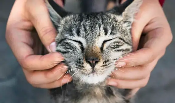 Estudio científico revela que el cáncer en gatos domésticos comparte varias mutaciones genéticas con los humanos