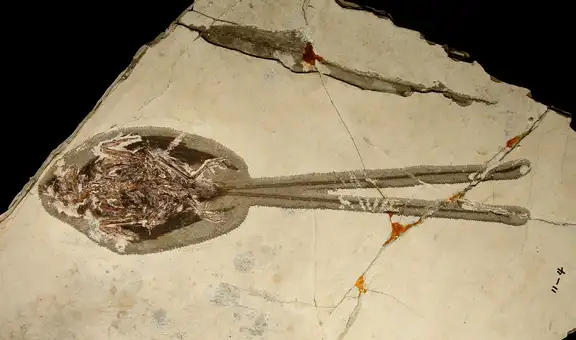 Paleontólogos descubren el fósil de un ‘dragón emplumado’ que vivió en la era de los dinosaurios