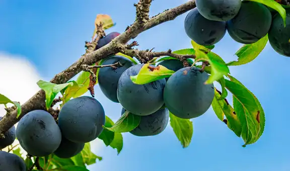 Esta fruta tropical de América Latina es clave para mejorar la digestión, proteger la piel y fortalecer tus defensas