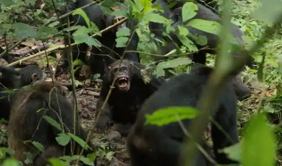La comunidad más grande de chimpancés salvajes se divide luego de décadas de unión: ataques entre ellos en una ‘guerra civil’