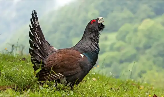 Gastaron más de 5 millones de dólares para liberar a 30 gallos en España y en seis meses solo sobrevive uno: ¿qué pasó?