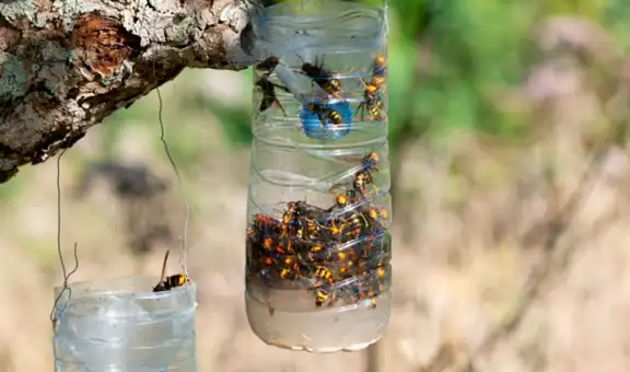 España enfrenta la amenaza de las peligrosas avispas asiáticas con ingeniosas y fáciles trampas caseras: se necesita una botella de plástico