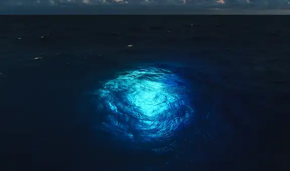 Científicos sumergen un robot submarino y descubren criaturas misteriosas en la oscuridad del océano Atlántico