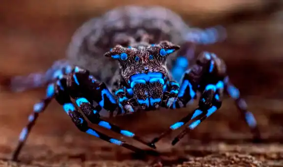 Científicos descubren nuevas especies en una isla remota: libélulas, saltamontes y una araña fluorescente