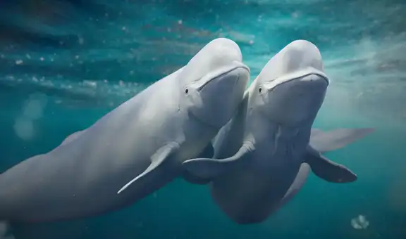 Las ballenas belugas del Ártico cambian de pareja constantemente y esto podría salvar a su especie
