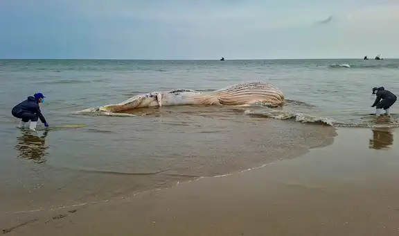 Impactante hallazgo en Tumbes: encuentran una enorme ballena jorobada de más de 14 metros en avanzado estado de descomposición