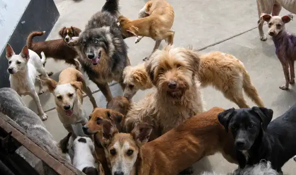 Piden al Congreso acelerar aprobación de ley para que colegios enseñen tenencia responsable de mascotas