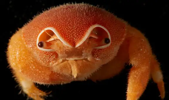 Un cangrejo esponja con 'casco' y cerca de 150 especies fueron descubiertas por exploradores submarinos