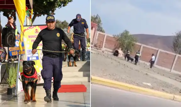 Denuncian maltrato animal en Chimbote: agentes de Serenazgo habrían causado la muerte de ‘Robin’, perro de la brigada canina