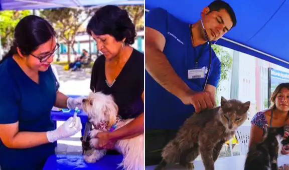 ¿Tienes mascota? Este distrito de Lima Metropolitana ofrecerá atención veterinaria gratuita este domingo 14 de junio