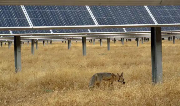 Los zorros se instalaron en una gran solar y lo convirtieron en su hábitat natural: la sombra de los paneles crearon un nuevo ecosistema