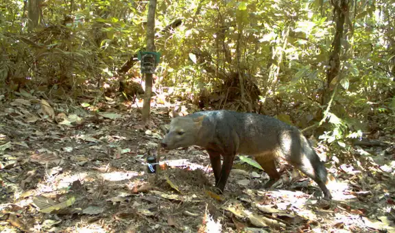 Un esquivo mamífero de la Amazonía podría ser más común de lo que los científicos creían