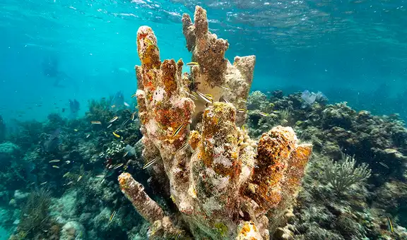 Buenas noticias en los océanos: científicos identifican 160 km² de arrecifes de coral capaces de sobrevivir a la crisis climática