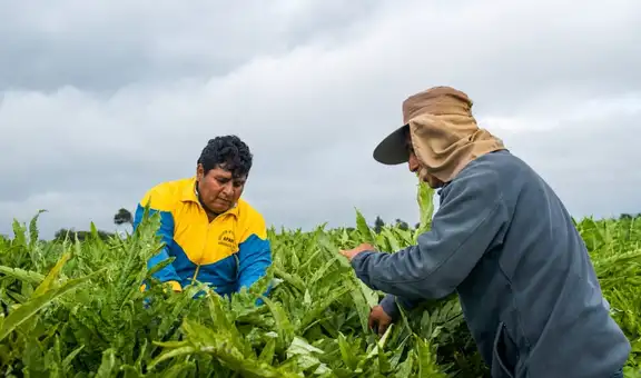 Agroexportación en Perú: agua, saneamiento y salud siguen siendo los principales desafíos del campo