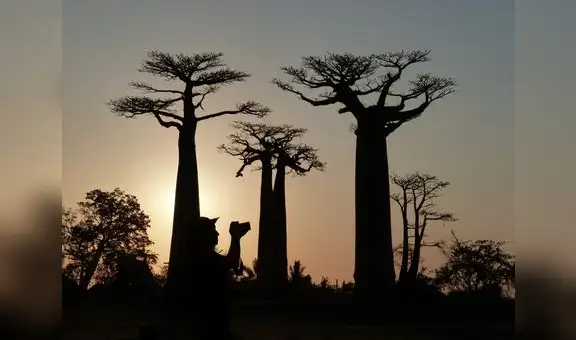 Los amigos peruanos del Baobab, por Eduardo González Viaña