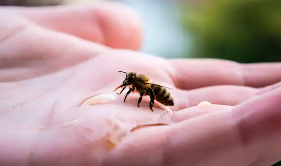 Las abejas entrenadas pueden reconocer rostros humanos: distinguen a las personas por su cara y las identifican desde distintos ángulos