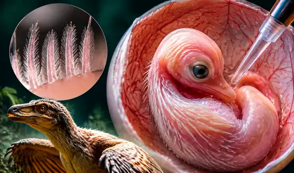 Un experimento revela un hallazgo inesperado: alteran embriones de pollo y generan plumas similares a las de dinosaurios