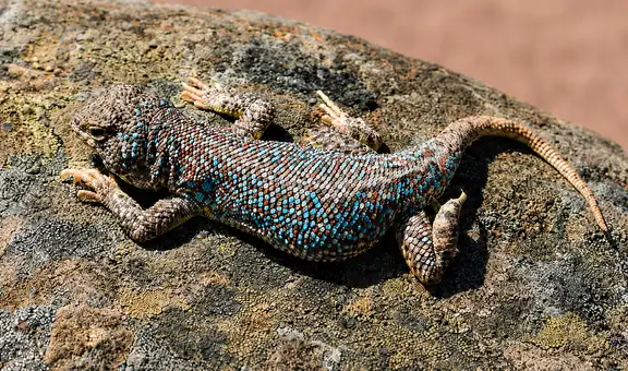 Perú suma una nueva especie: descubren una pequeña lagartija con llamativos puntos azules en el desierto de Tacna