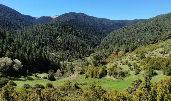 Italia plantó millones de abetos para asegurarse con madera: después de 90 años descubren que la biodiversidad se redujo a la mitad