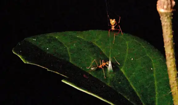 Científicos observan a una araña recién descubierta construir una trampa con resorte para atrapar a una especie de hormiga