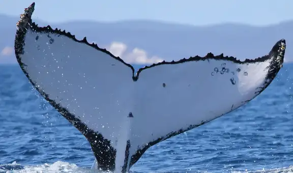 Científicos registran a dos ballenas jorobadas con un récord de migración entre Brasil y Australia
