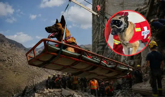 Perrita Kayra, integrante del equipo de bomberos peruanos, fue clave para localizar y salvar a una mujer de 60 años atrapada entre los escombros en Venezuela