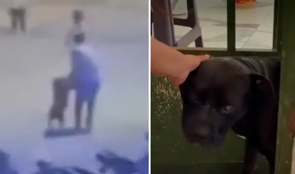 Perro American Bully escapa de sus dueños y muerde rostro de vecina en plena calle en Lambayeque