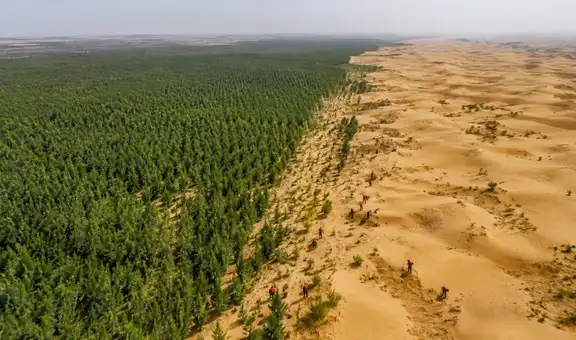 Los 66 mil millones de árboles plantados por China en la Gran Muralla Verde ahora tienen un problema: crecen más rápido que los bosques naturales