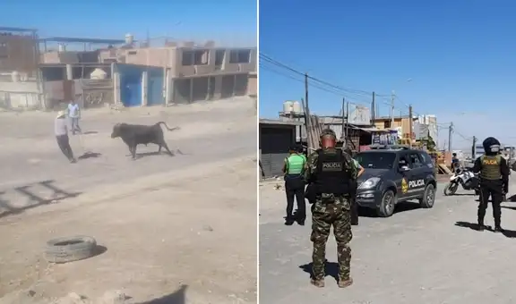 Toro escapa en Cerro Colorado y desata pánico entre vecinos: más de 10 policías participaron en su captura