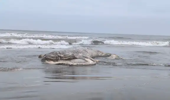 Enorme ballena jorobada de 12 metros aparece muerta en playa San José, en Lambayeque: autoridades investigan las causas