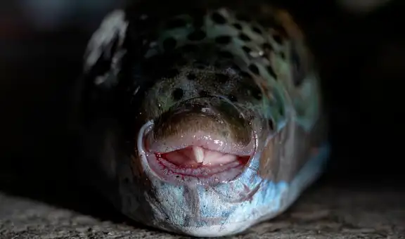 El pez con dientes capaz de cortar huesos y metal está invadiendo el Mediterráneo: Grecia ahora paga a quienes lo capturen