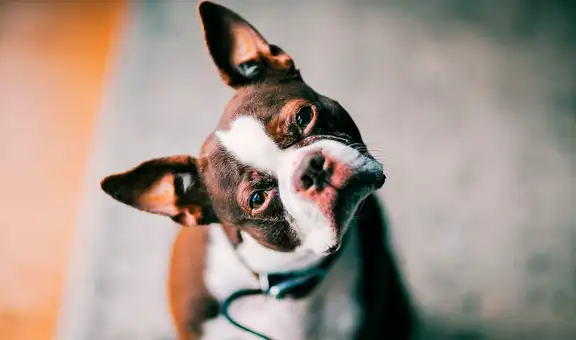 No le hables ‘normal’ a tu perro: Investigadores demuestran que su cerebro reacciona si te diriges a ellos como a un bebé