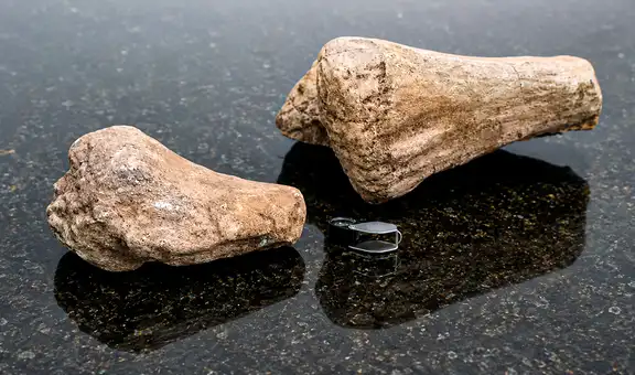 Estuvo años sin identificarse y cambió la historia: el fósil que resultó ser el primer dinosaurio hallado en la Amazonía de Ecuador