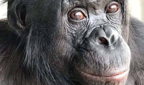 Unos científicos pusieron dos tazas frente a un primate y el animal hizo algo que se creía exclusivo de los humanos