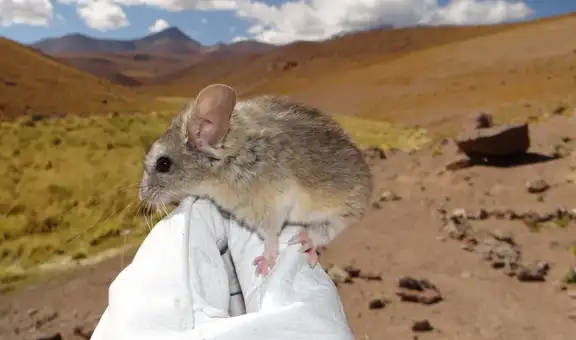 Un roedor de los Andes es el único mamífero capaz de vivir a 6700 metros, bajo temperaturas de congelación y casi sin oxígeno