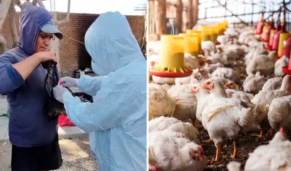 Senasa confirma brote de gripe aviar en Chiclayo: sacrifican 54 aves y descartan riesgo por consumir pollo o huevos