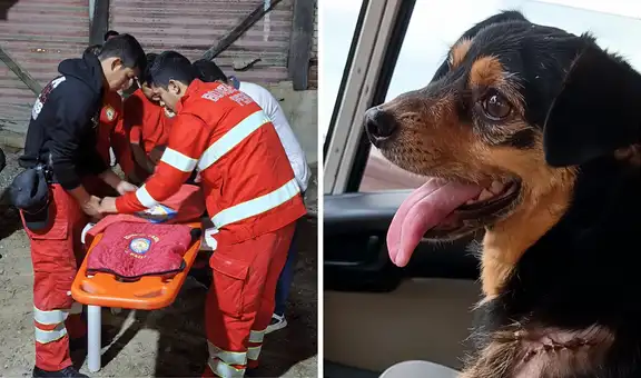 Bomberos dan último adiós a Carbón, perrito que acompañó sus labores por seis años: “Nos deja un gran vacío”