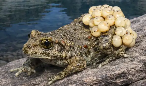 Un hongo provocó más extinciones masivas que las enfermedades, pero unos sapos encontraron la forma de sobrevivir