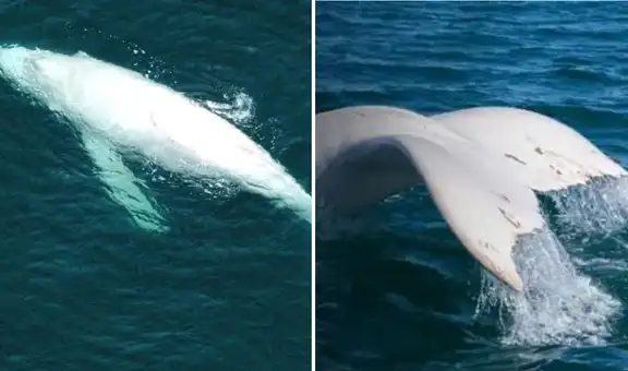 Avistan nuevamente a Suru, la rara ballena jorobada blanca, en el mar de Piura: recorrió miles de kilómetros desde Costa Rica