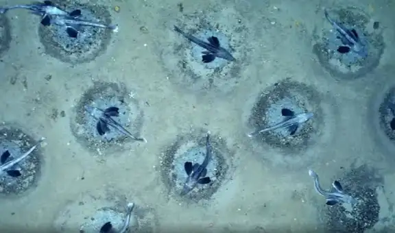 Científicos descubrieron una ciudad submarina de 60 millones de nidos de peces bajo una plataforma de hielo en la Antártida