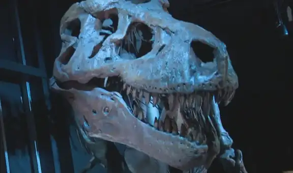 Los restos del cráneo de un dinosaurio descubierto en Canadá pertenecían al “tío abuelo” de un T. rex