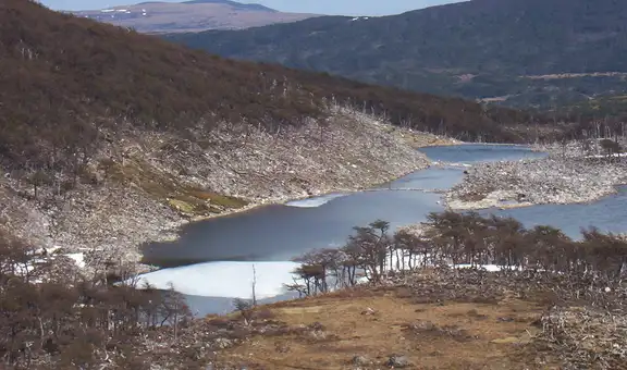 El experimento que salió mal en Argentina: liberaron este animal y ahora destruye los bosques milenarios de la Patagonia