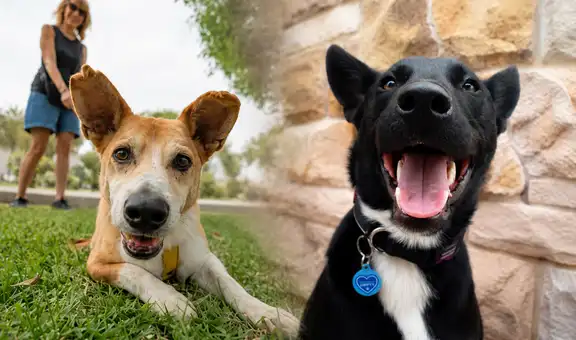 ¿Por qué se celebra el Día Mundial del Perro el 21 de julio? Conoce el triste origen de esta fecha