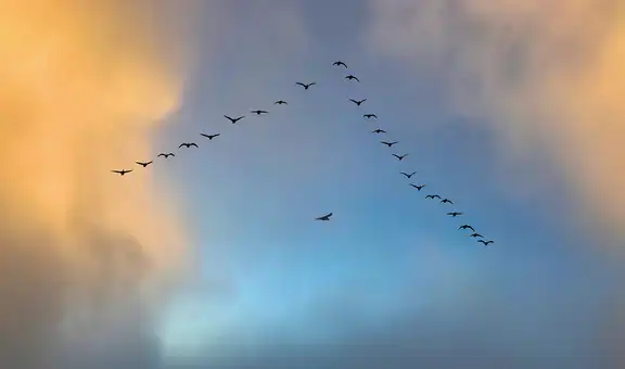 Revelan el secreto del vuelo en formación "V" de las aves: ahorran más energía con un simple truco en sus alas